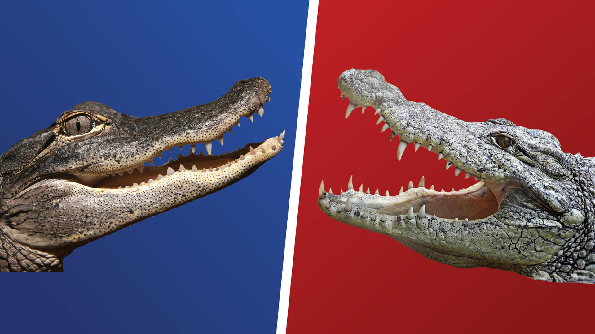 Split image comparing two crocodilian species with open jaws – darker alligator on blue background, lighter crocodile on red background.