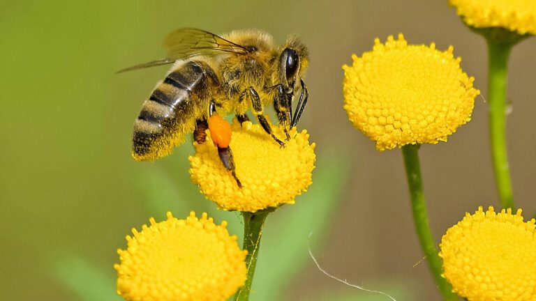 Buzzed About Bees