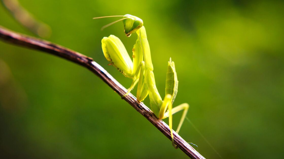A bright green praying mantis perched on a brown twig against a green background.