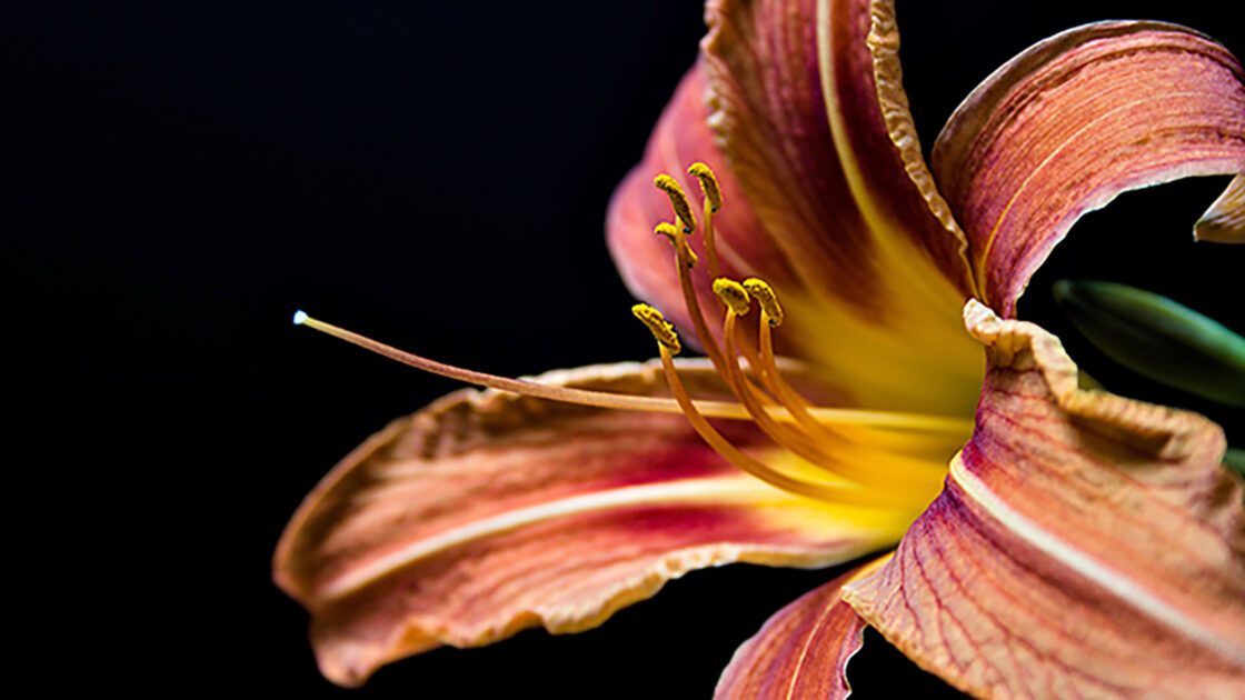 Close-up of a daylily with peach and purple striped petals against a dark background.