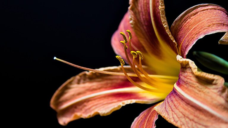 Daylily Show