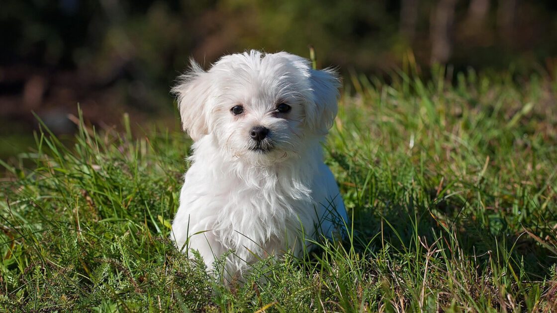 A fluffy white Maltese puppy sits in the green grass.