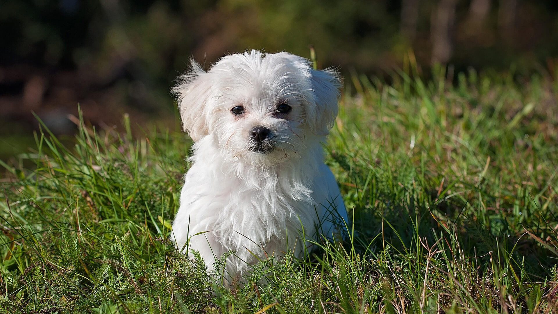 A fluffy white Maltese puppy sits in the green grass.
