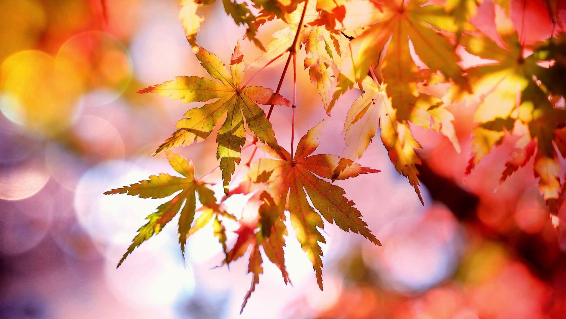 Autumn leaves with red and yellow hues, bokeh background.