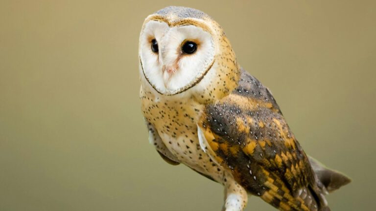 Glen Helen Raptor Center