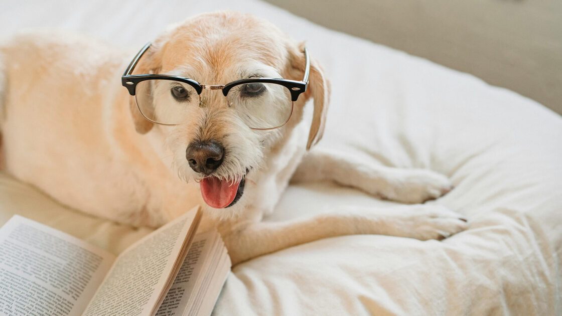 A cute dog with glasses reading a book.
