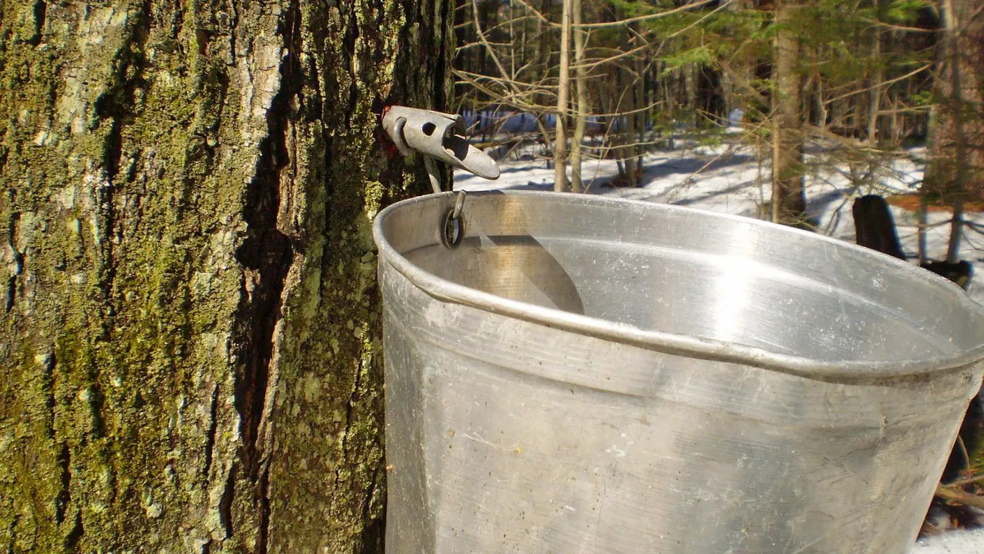 Maple tree tapped with a spile collecting sap into a metal bucket in a snowy forest.