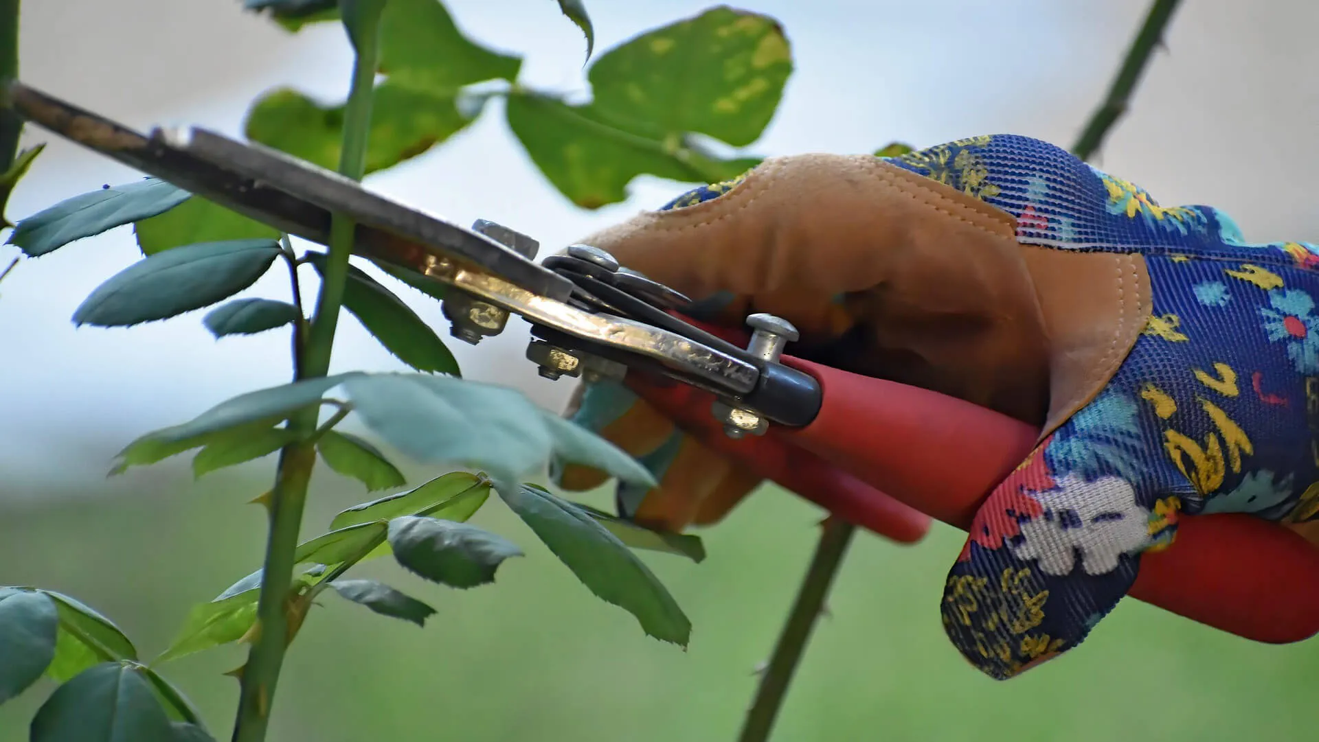 Hand in a blue floral glove using red secateurs to prune a green rose stem.
