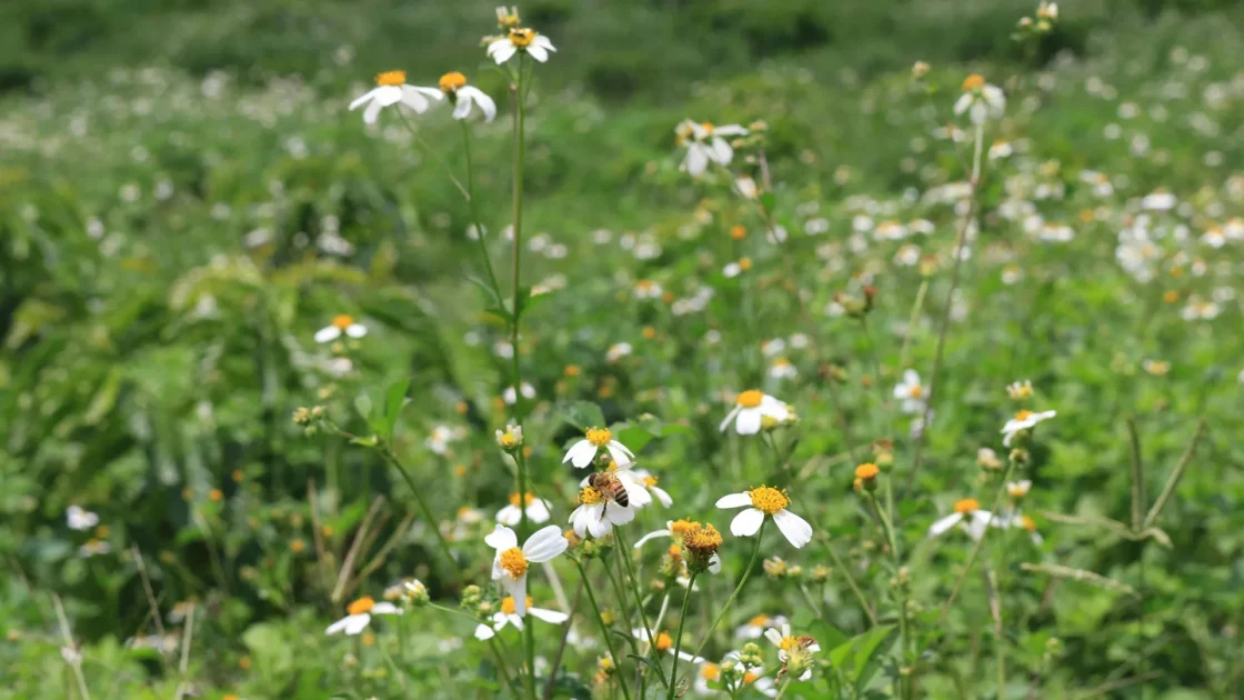 A bee on a white flower with a yellow center amidst a green field of wildflowers.
