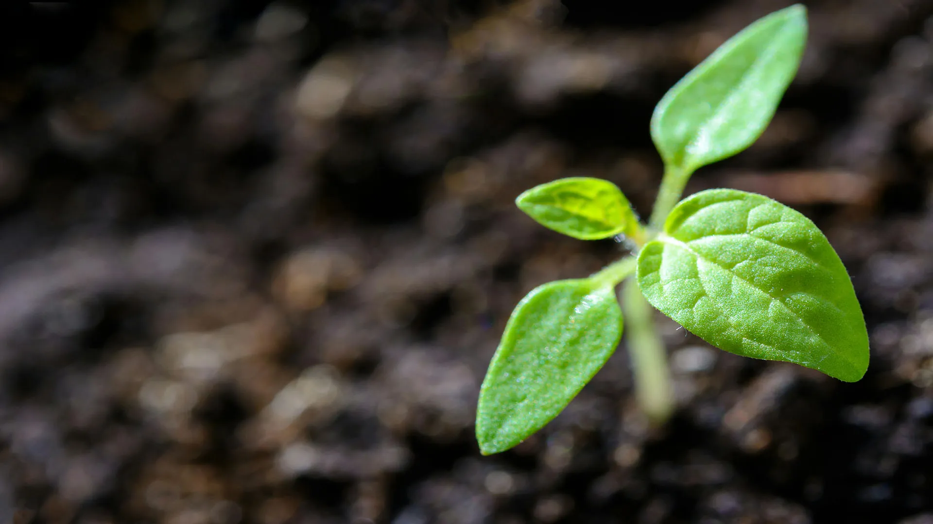 Close-up of a young, healthy green seedling with multiple leaves in dark soil.