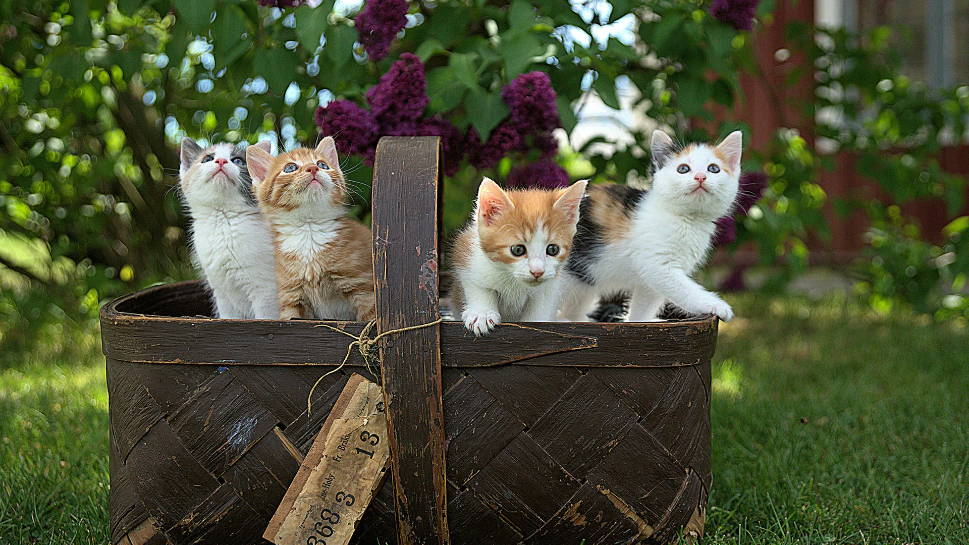 A dark brown wicker basket under a blooming lavender bush with 4 tiny kittens curiously looking around.