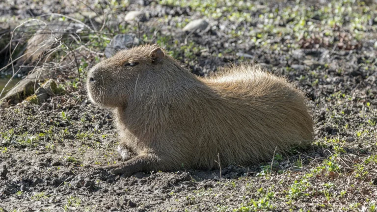 Capybara Bash