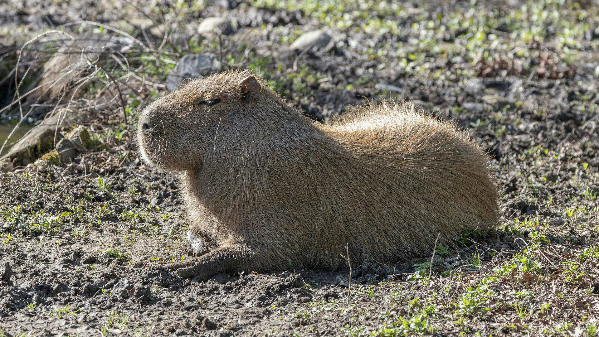 Brown capybara resting on dirt and sparse green grass, sun shining on its fur.