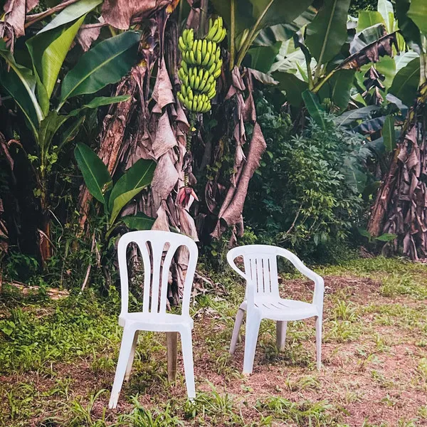 Album cover. Two white chairs on grass, with banana trees and a large bunch of green bananas in the background.