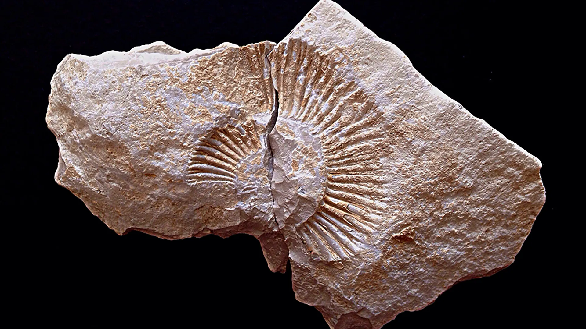 Fossil of a ridged shell, split in two, in light-colored rock.