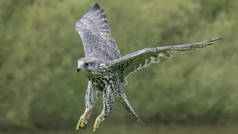 Hunters of the Sky with Glen Helen Raptor Center