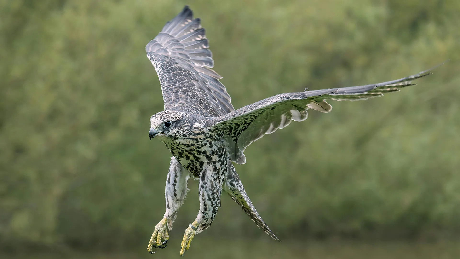 Gyrfalcon in flight: black and white speckled plumage, wings spread wide, talons extended.