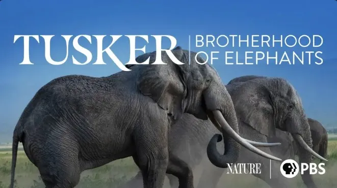 Poster for "Tusker": Two elephants walk across a grassy plain under a title that reads "Tusker: Brotherhood of Elephants."