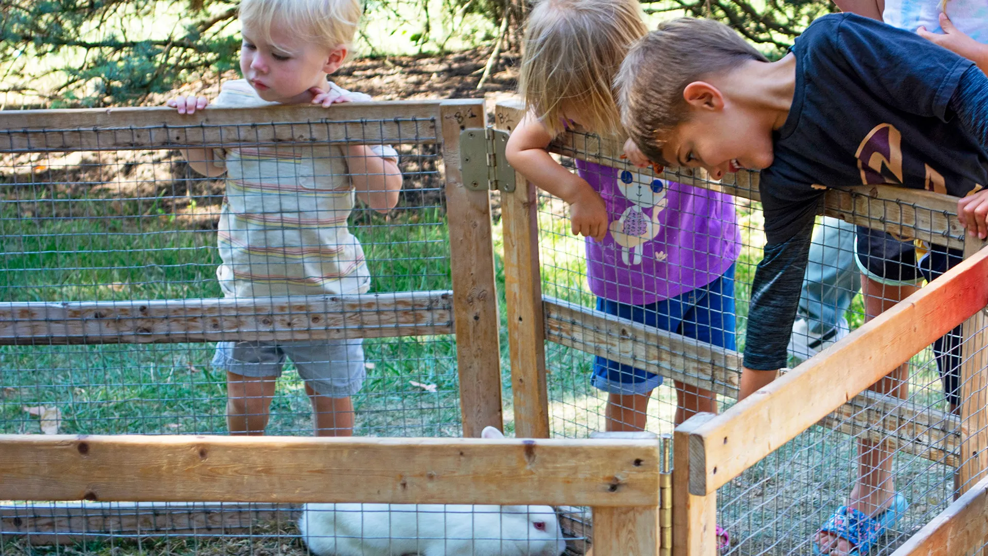 Three children lean over a wooden pen to look at a white rabbit inside.