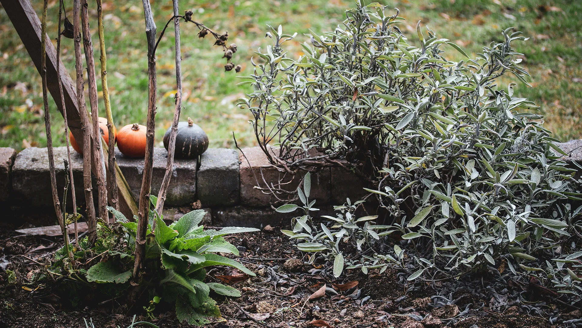 Three pumpkins sit on a stone wall next to sage plants in a garden.